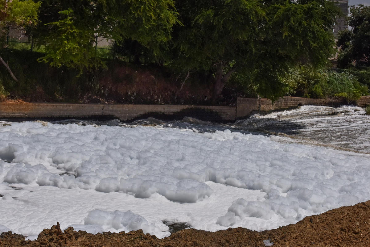 Foam is seen in Bellandur lake at Bellandur Kodi in Bengaluru on Friday. Photo by S K Dinesh