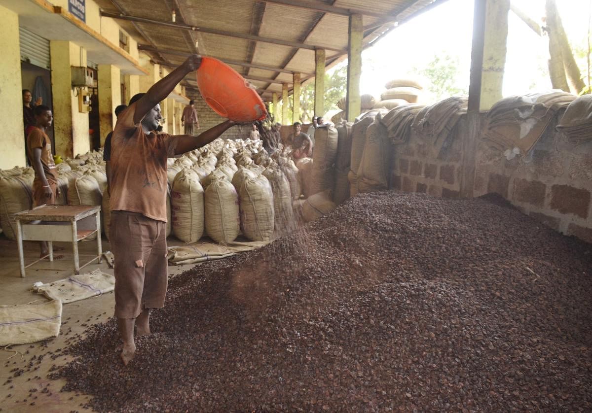 A mandi worker pours arecanut in a warehouse in Shivamogga. DH file photo