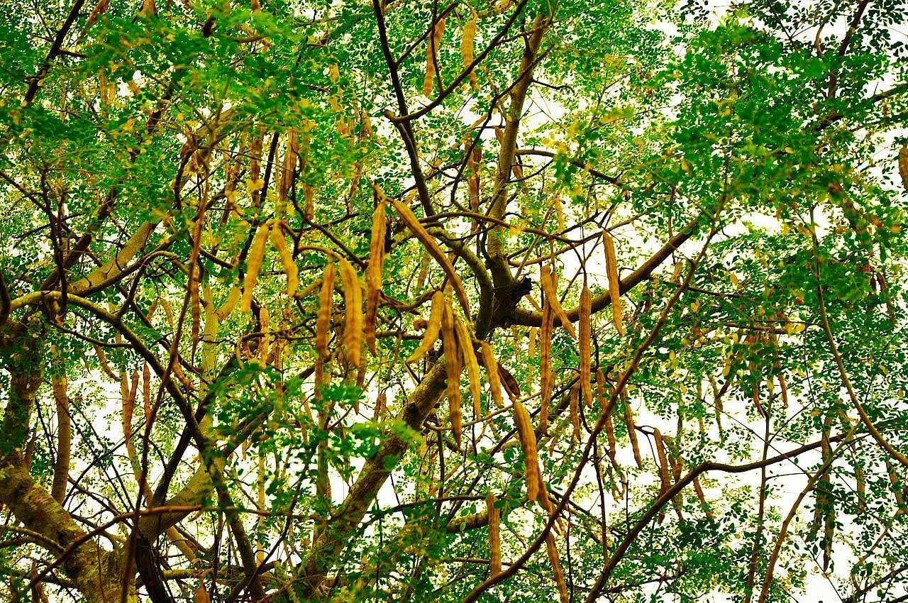 Moringa oleifera plant. Source: Wikicommons.