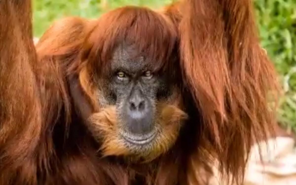 The world's oldest Sumatran orangutan. Screen grab
