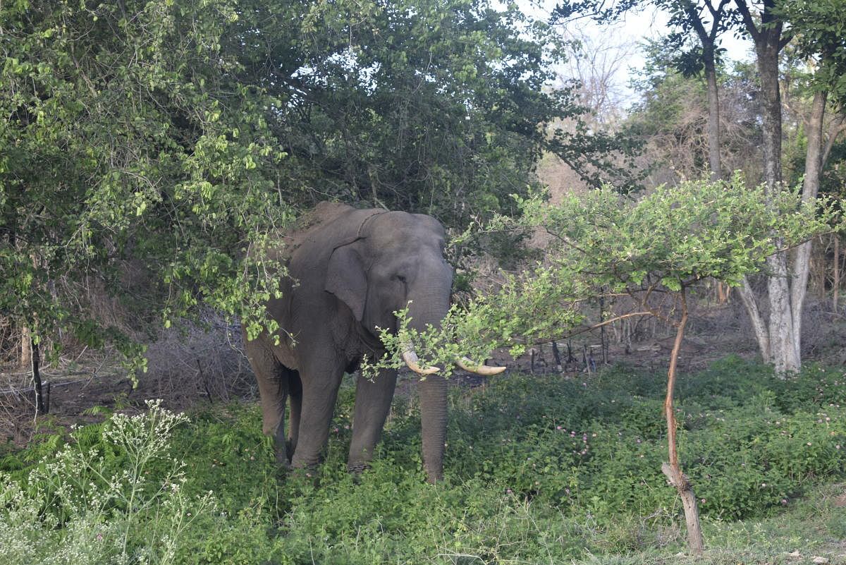 On hearing their trumpeting, residents of the village in Kadambur forest area this morning noticed the elephants in the well with about five feet of water and informed forest personnel. DH file photo for representation.