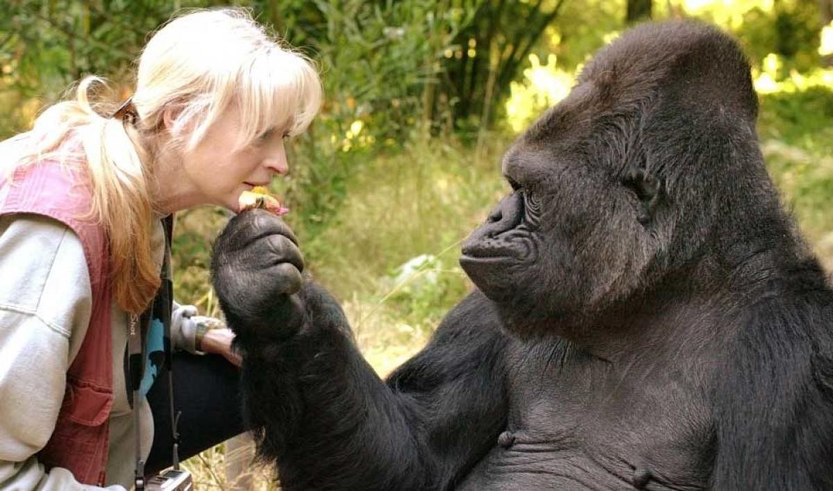 Koko was among a handful of primates who could communicate using sign language.Image courtesy Twitter