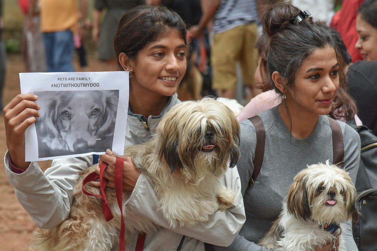Citizens had run a campaign entitled #NotWithoutMyDog to oppose the BBMP bylaws. DH FILE PHOTO