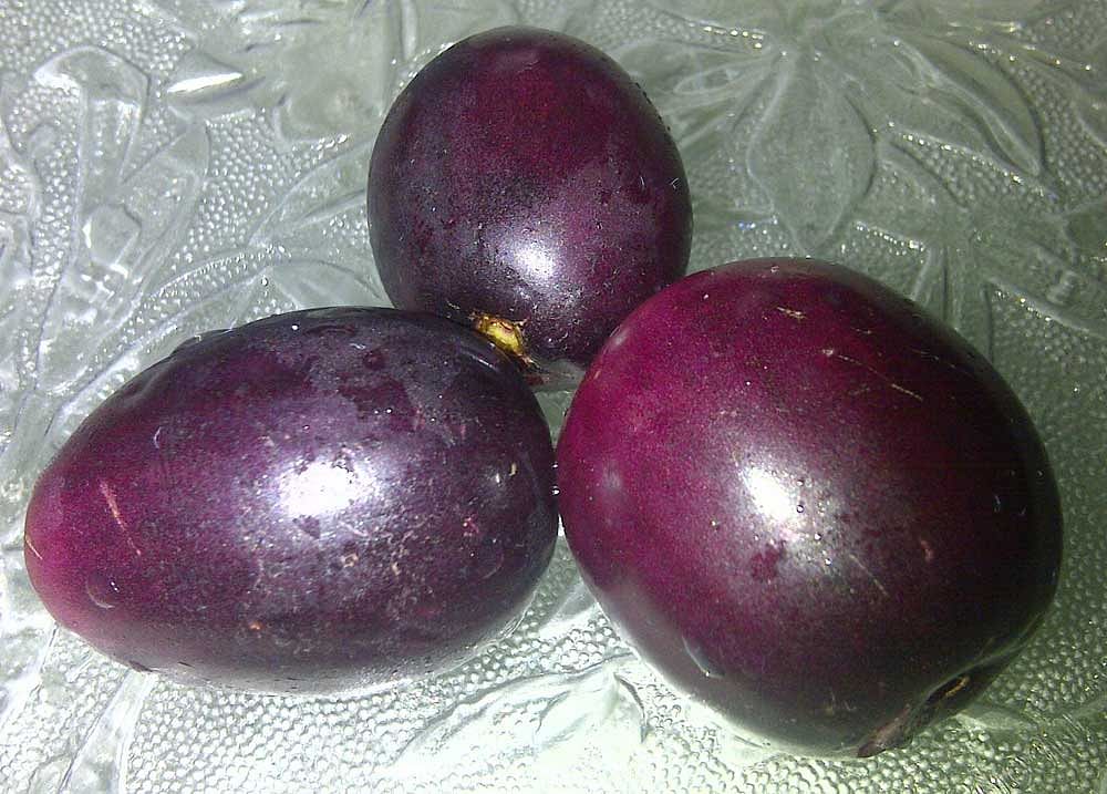 Two minor boys were thrashed for plucking Jamuns (black plums) from a tree in an Ambala orchard on Saturday. Photo via Wikicommons.