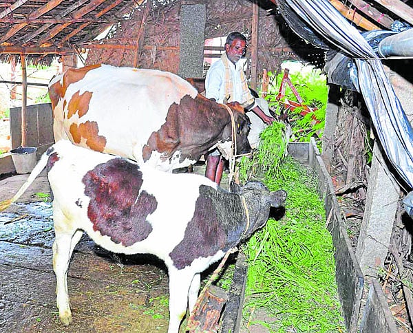 Holistic approach to farming