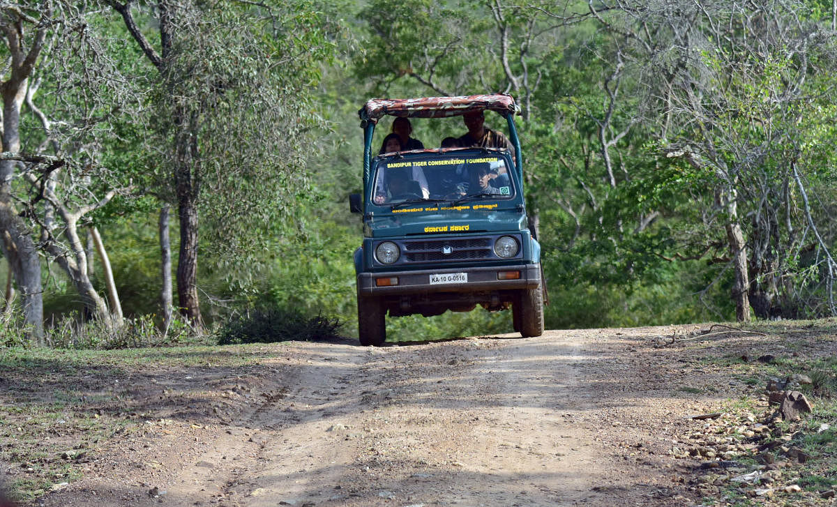 The forest department is worried that more tourists equipped with cameras coming to safaris may be a setback to conservation efforts. dh file photo