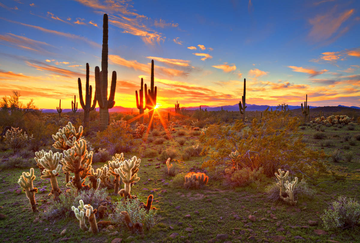 The Sonoran Desert, near Phoenix.