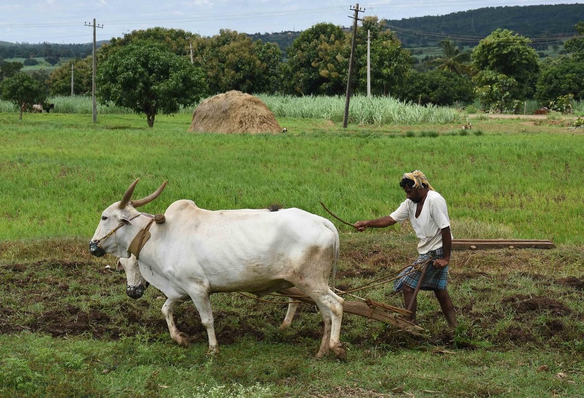 A farmer in Murkatti village in Dharwad taluk, busy ploughing his field on Wednesday.