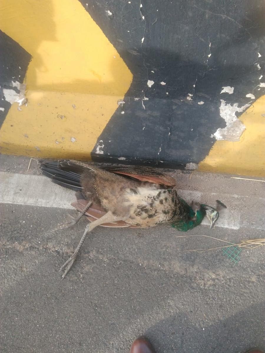 A peacock was killed by a speeding vehicle on Tumakuru Road on Wednesday.