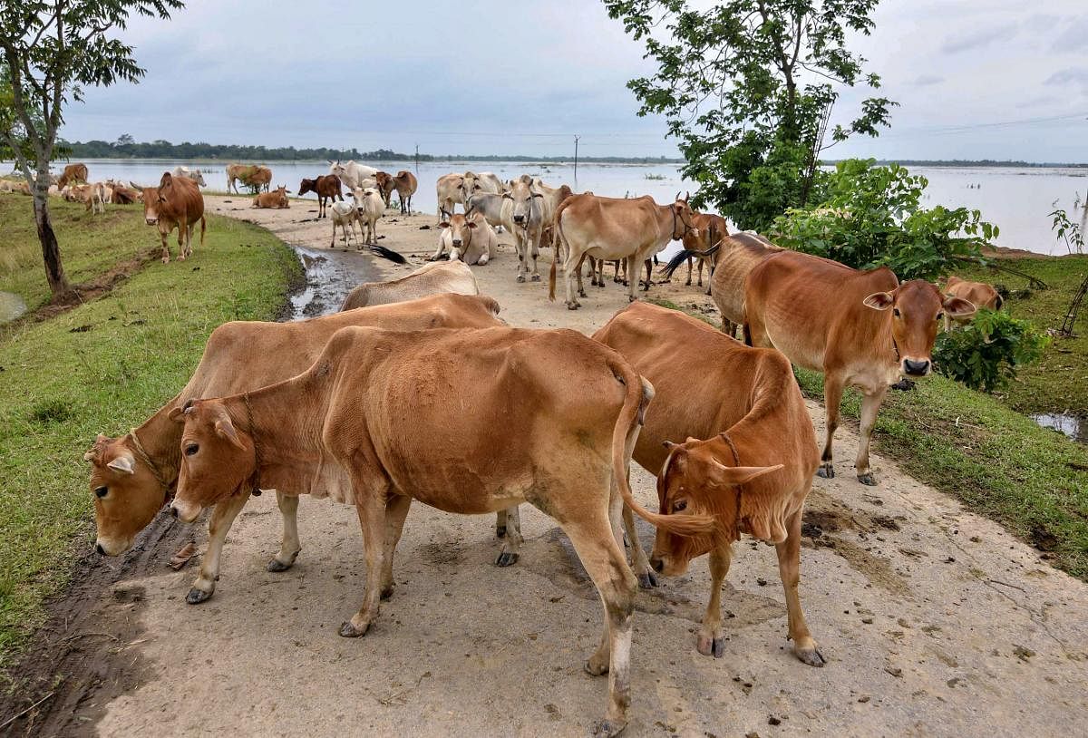 A bench headed by Justice Jawad Rahim asked all the state governments to conduct a census and apprise it whether they provide any veterinary and medical assistance to these indigenous cows. (PTI File Photo)