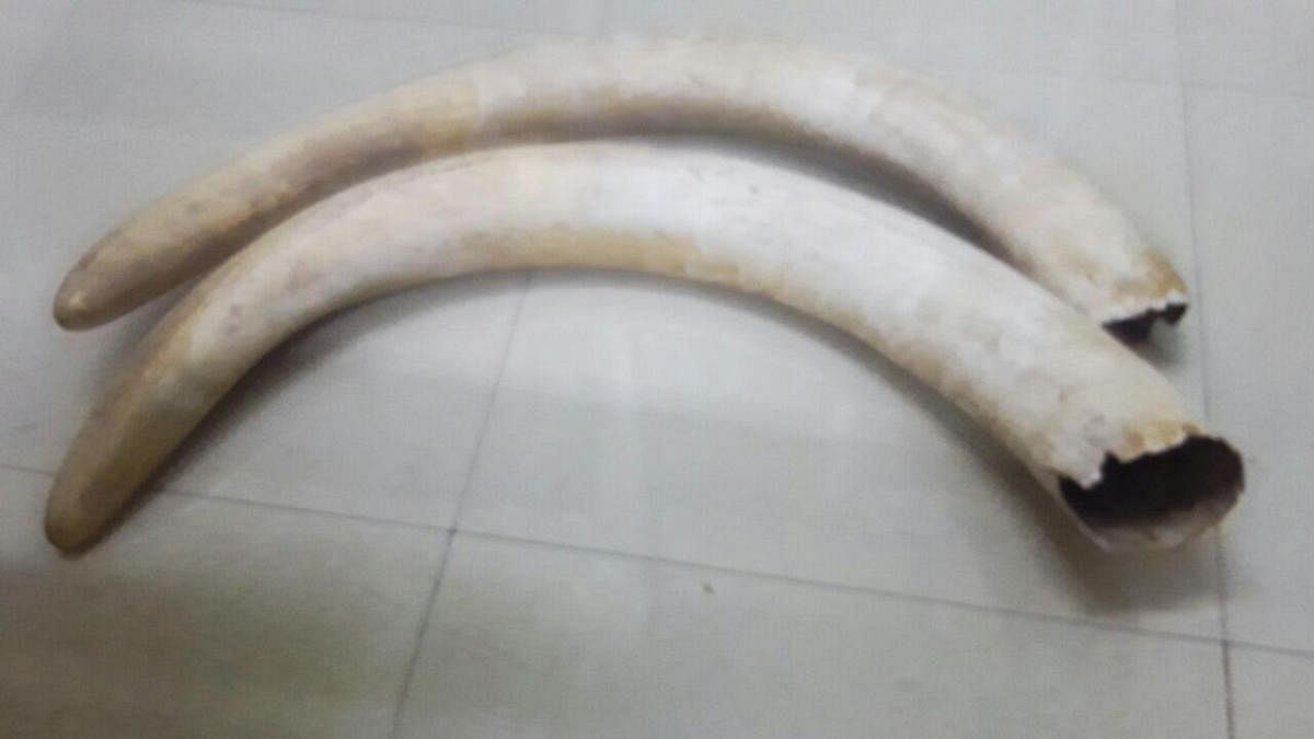 The elephant tusks seized bythe Ashoknagar policefrom the suspects
