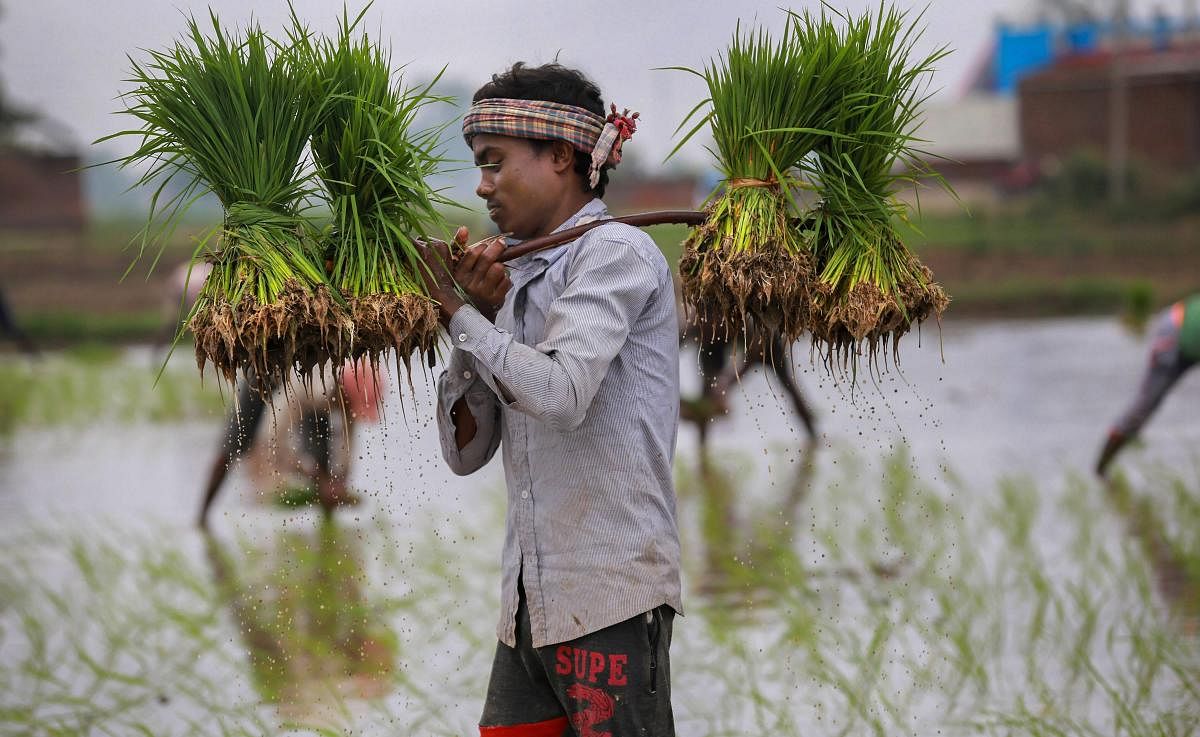 Jammu: A worker carries a bundle of paddy saplings to plant them on a field at Suchetgarh of Ranbir Singh Pura sector near the India-Pakistan international border, about 25 km from Jammu on Wednesday