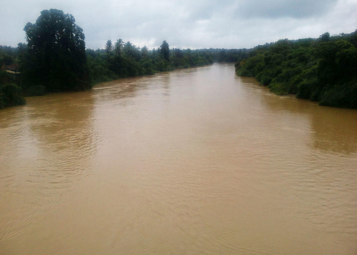 The swollen river Cauvery at Nelyahudikeri in Kodagu district, DH file photo