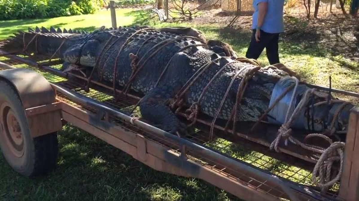 The 4.7-metre (15.4-foot) beast was found in a trap downstream from the northern outback town of Katherine after first being spotted in 2010. (Screenshot from a video shared on Twitter)