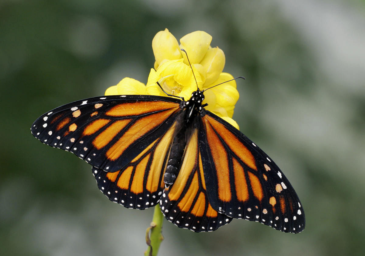 Mounting levels of atmospheric carbon dioxide pose a threat to monarch butterflies, by reducing the medicinal properties of milkweed plants that protect the iconic insects from disease. File Photo