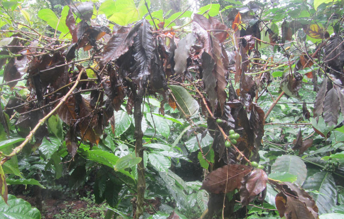 A coffee plant affected by rot disease.