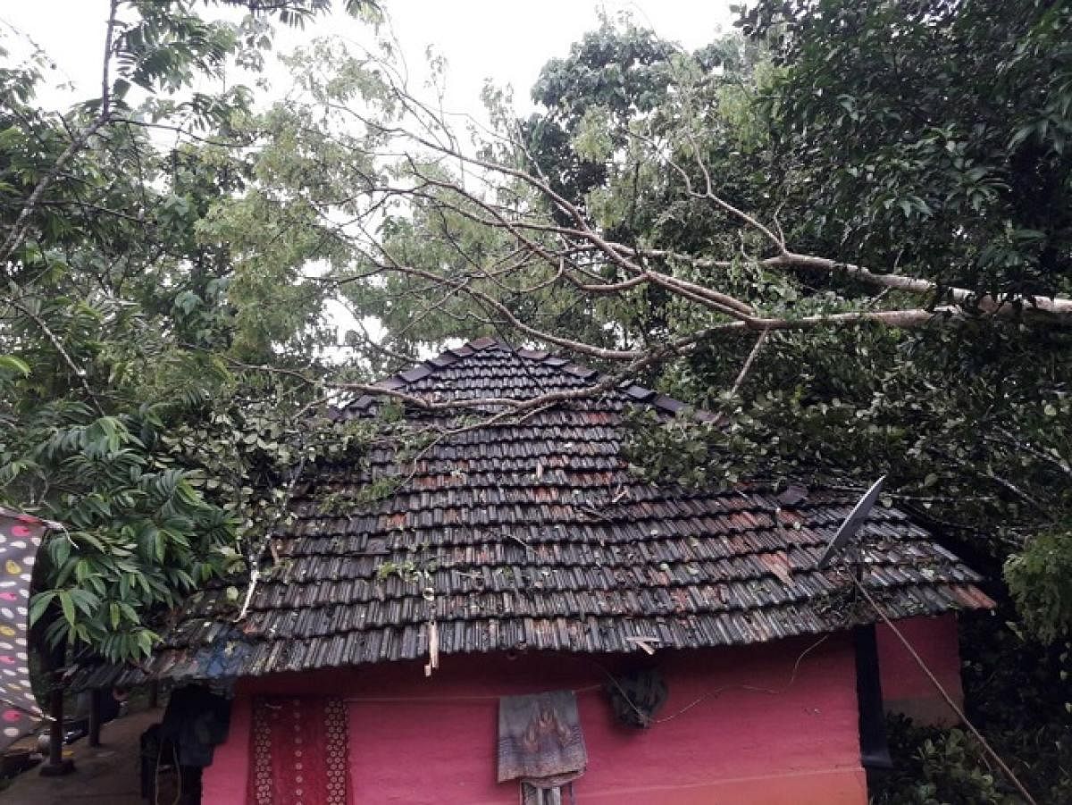 A tree fell on a house at Hosamajalur in Hirebandadi.
