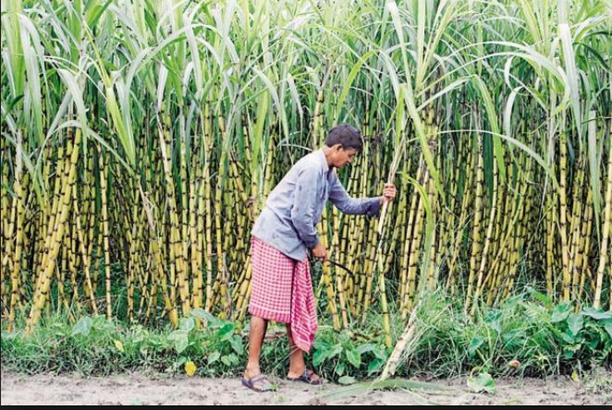 Taking into account the likely sugarcane output in 2018-19, total remittance to the sugarcane farmers will be more than Rs 83,000 crore. PTI file photo