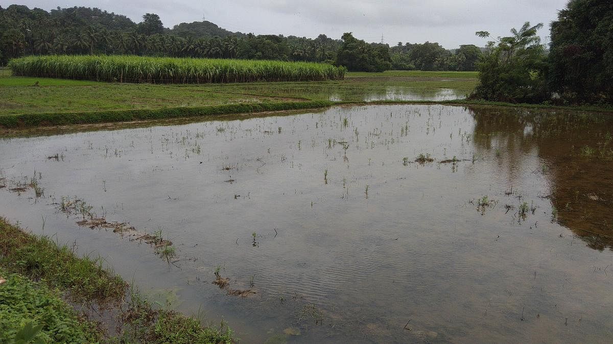 Paddy fields inundated at Moodushedde.