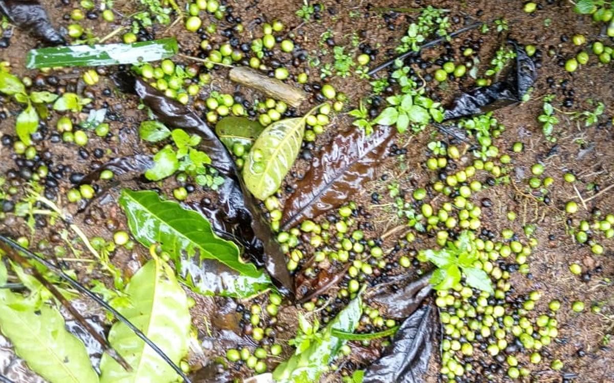 Coffee beans and leaves have withered due to strong winds at a plantation in Nandipura village in Mudigere.