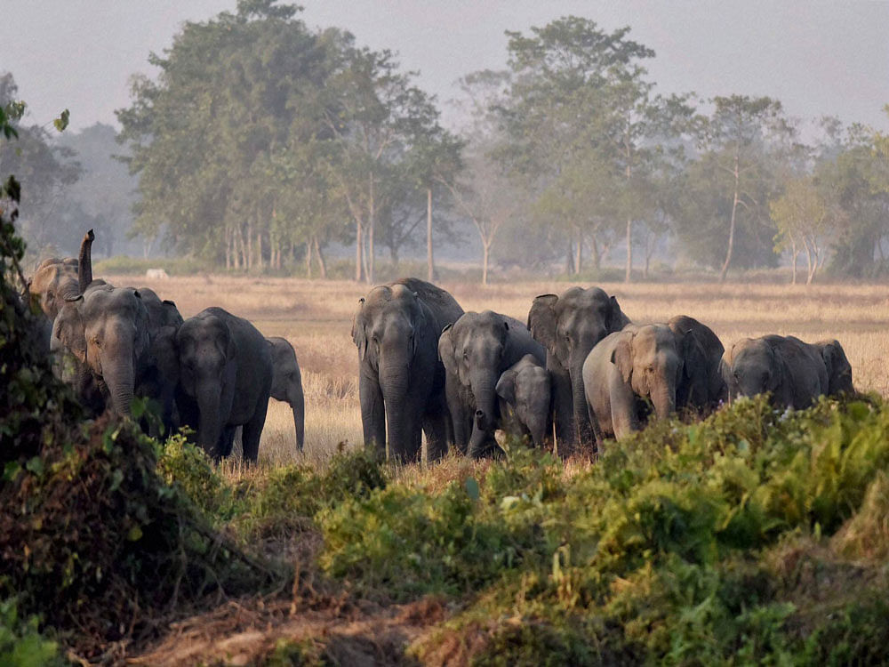 Chief Wildlife Warden C Jayaram told DH that the department had already submitted its response to the Ministry of Environment and Forests (MoEF) on the actions taken by the department on securing the elephant corridors. (PTI File Photo)