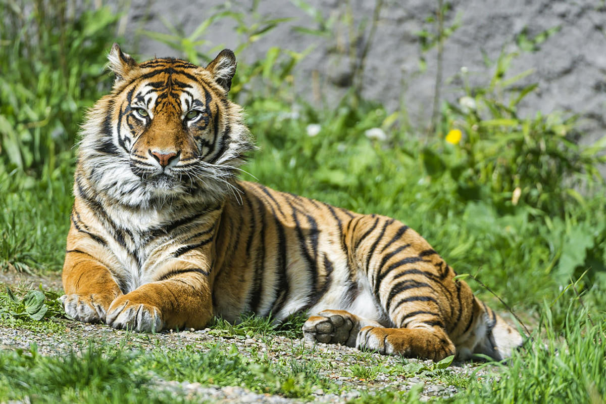The population of tigers is on the rise, the government said on Monday quoting preliminary census data. DH file photo