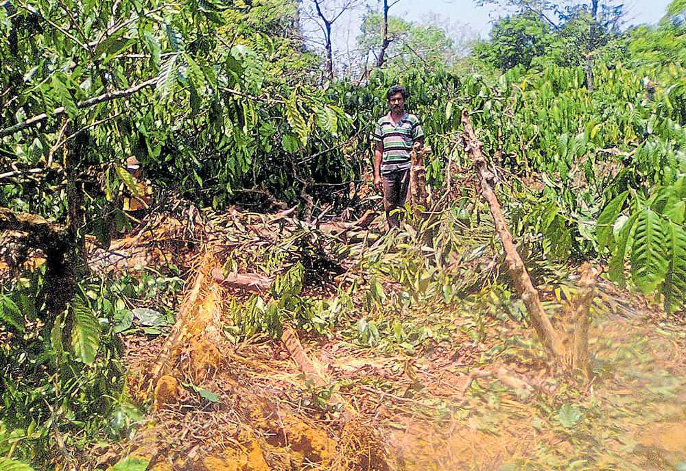 Speaking to reporters on Wednesday, he said the farmers in Malnad are in distress. The commercial crops of coffee, pepper, arecanut and coconuts have been lost in the rain.