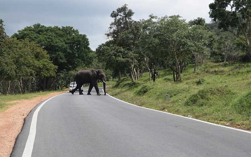 The Karnataka Forest department has been successful in convincing their counterparts in Tamil Nadu and Kerala about the impact of night traffic on the highways that passes through Bandipur Tiger Reserve. (DH Photo)