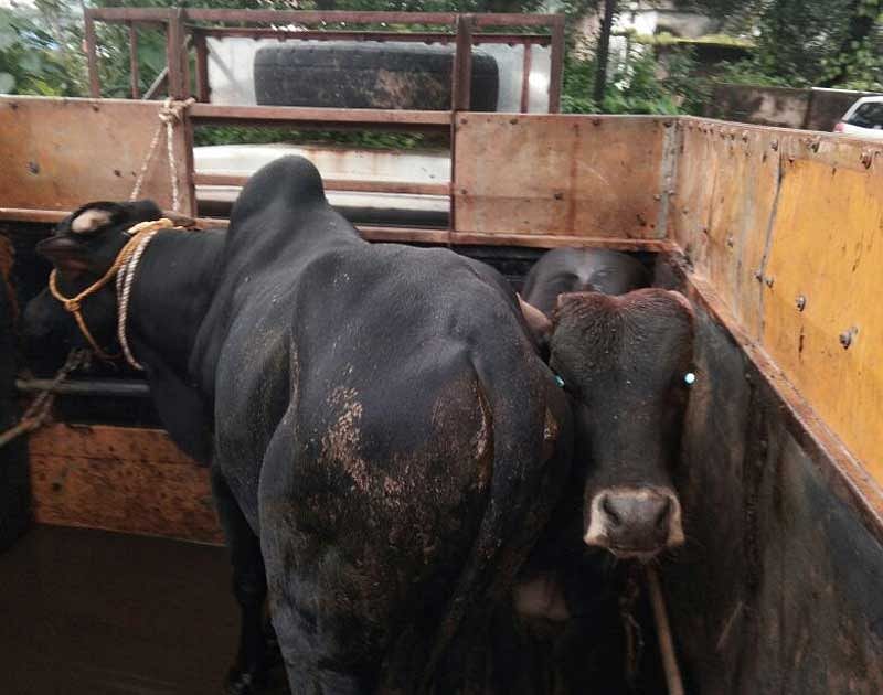 The cattle being transported in an inhuman manner that were intercepted by the police, in Mangaluru, on Thursday night. (DH photo)