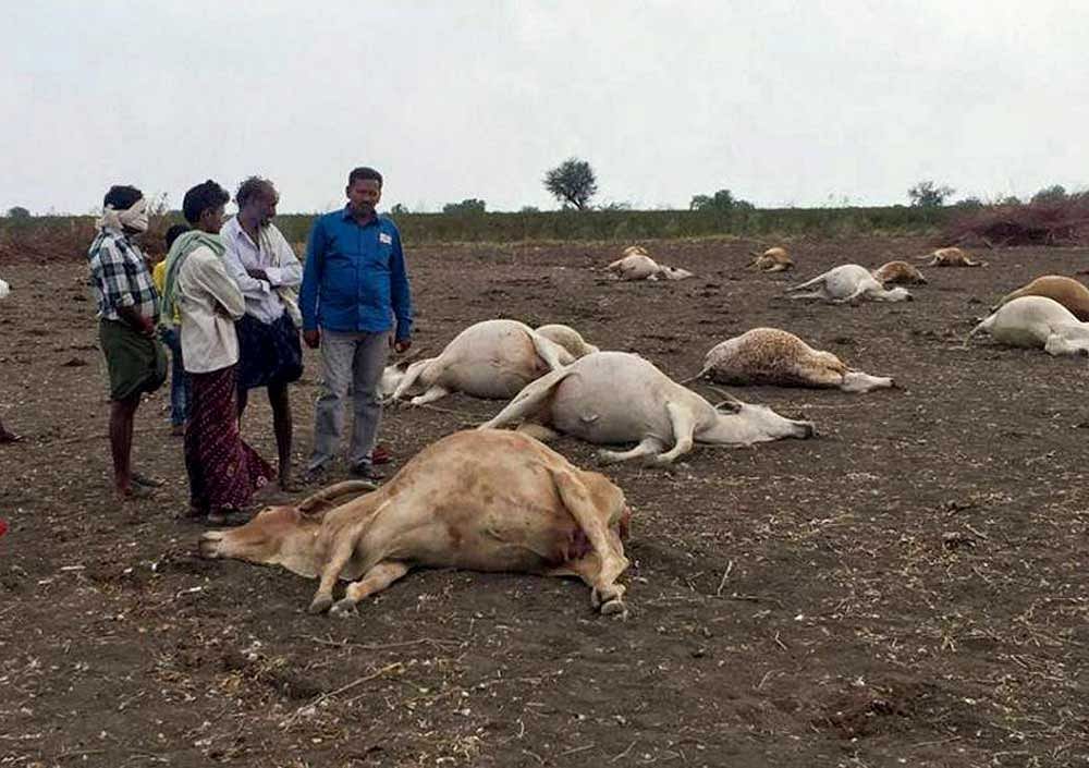 Thirty-six cows were found dead at a cowshed in the Najafgarh area in Dwarka today, following which the Delhi government ordered an inquiry into the matter. File photo for representation only