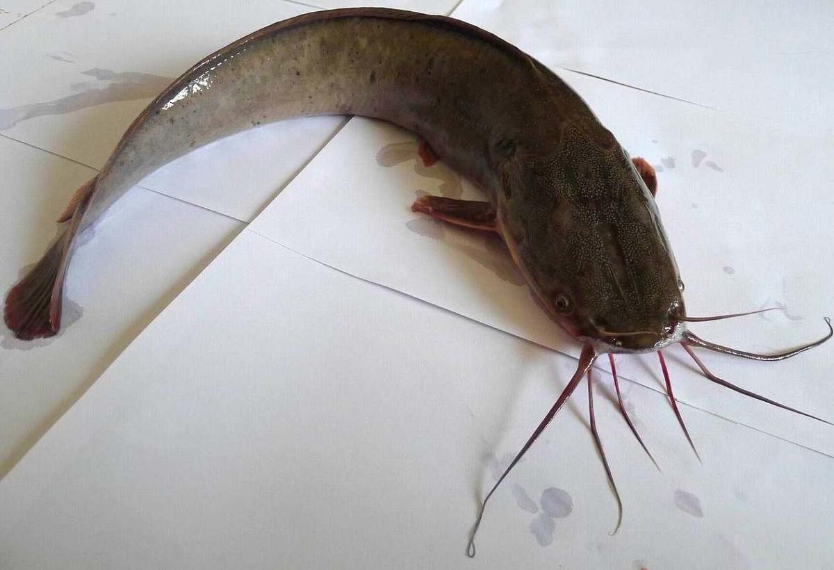 The counsel pointed out the tribunal had on September 6, 2017, recorded a statement of Union Ministry of Agriculture, that Indian catfish breeding was not banned in the state of Maharashtra, Karnataka and Andhra Pradesh.