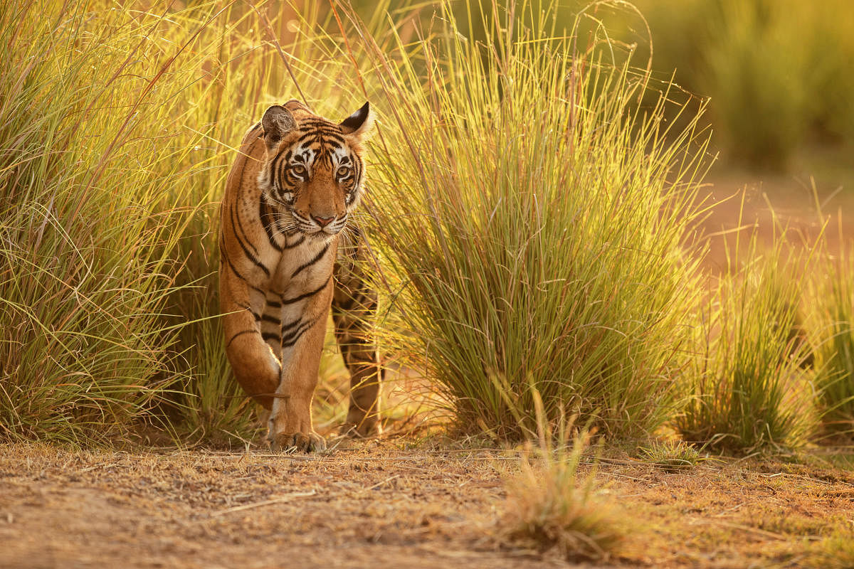 Tiger in a beautiful golden light in the nature habitat, Ranthambhore National Park, Indiacorbett national park