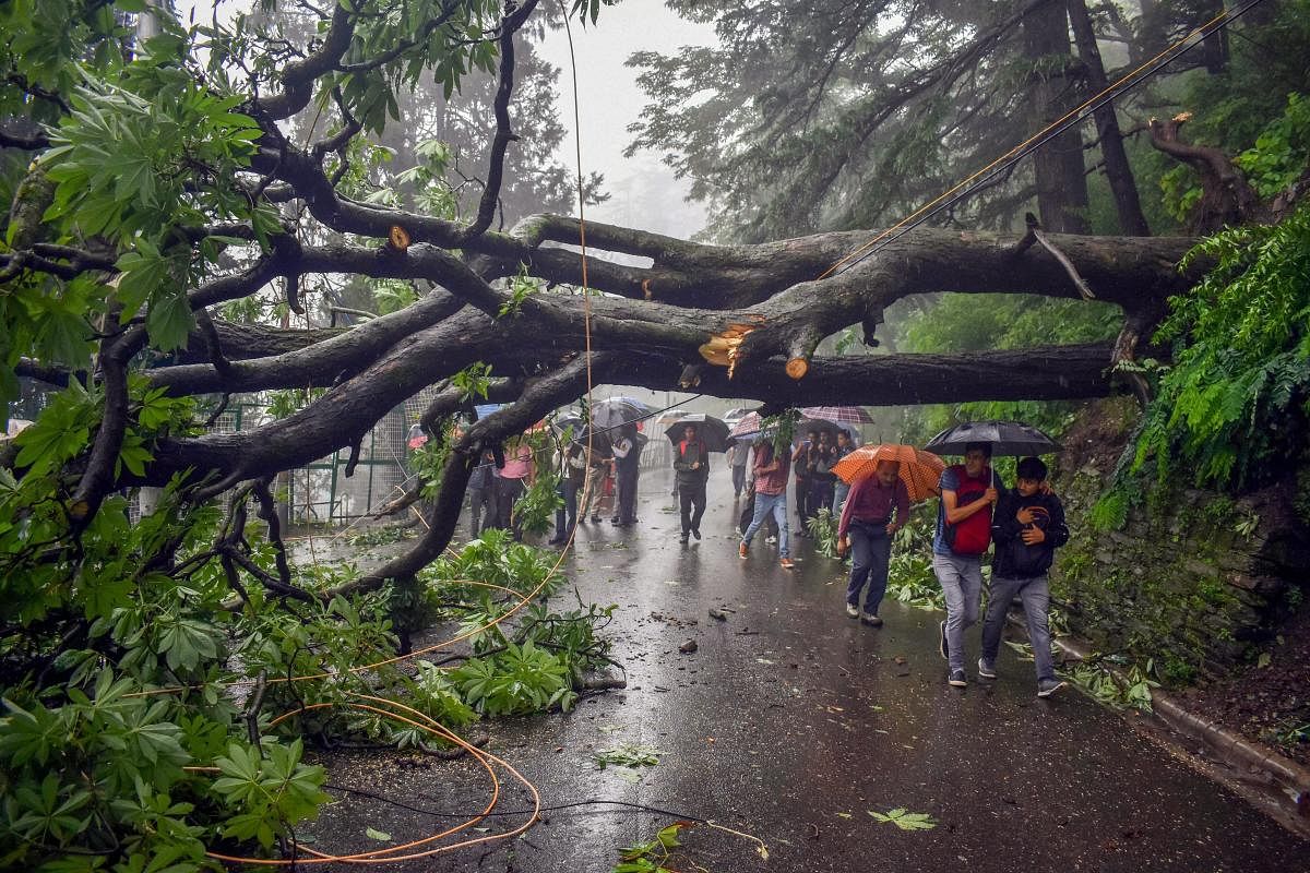  An uprooted tree falls in a road following monsoon rainfall, in Shimla. PTI