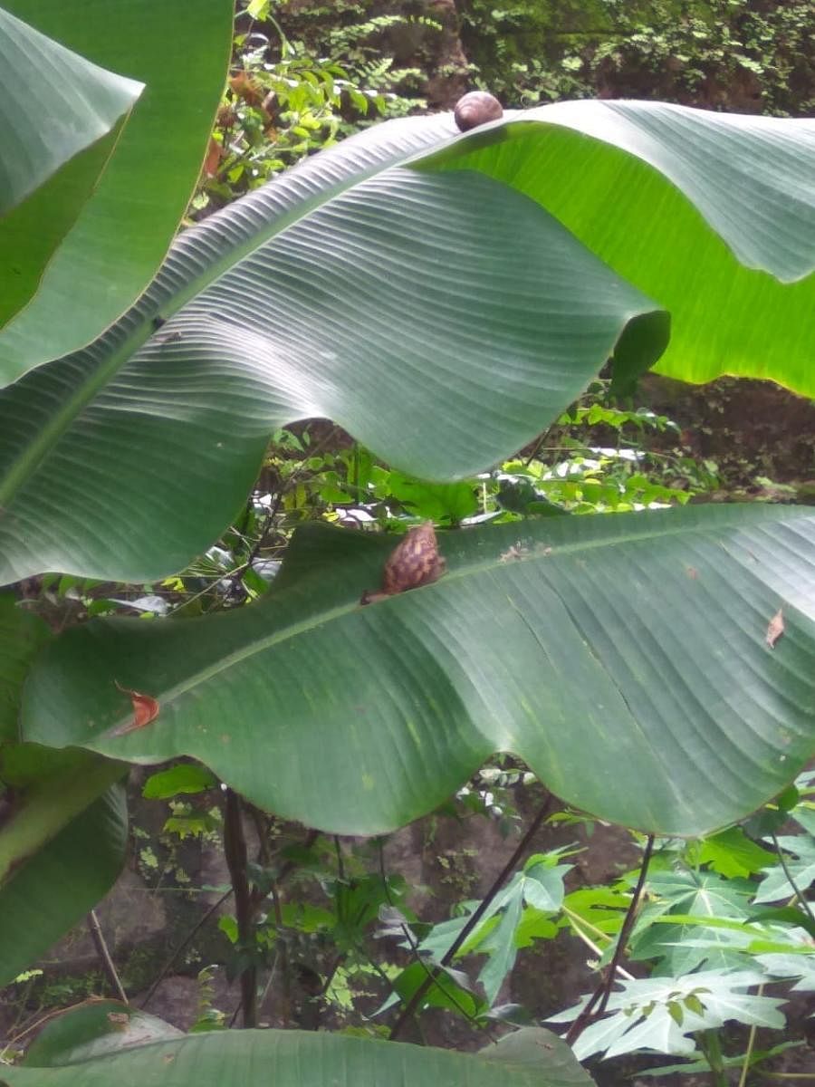 African Giant Snails on planatin leaves.