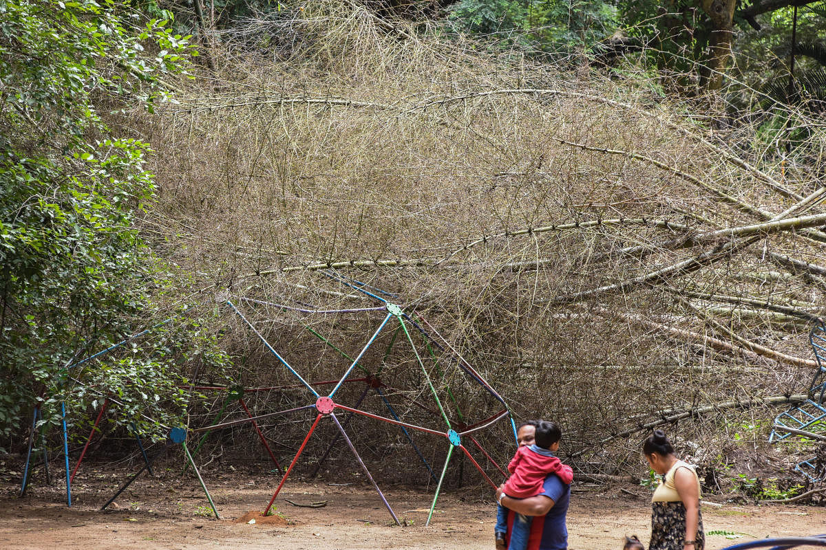 Dry bamboo that fell on the children's play equipment at Bal Bhavan in Cubbon Park on Sunday. DH Photo/S K Dinesh