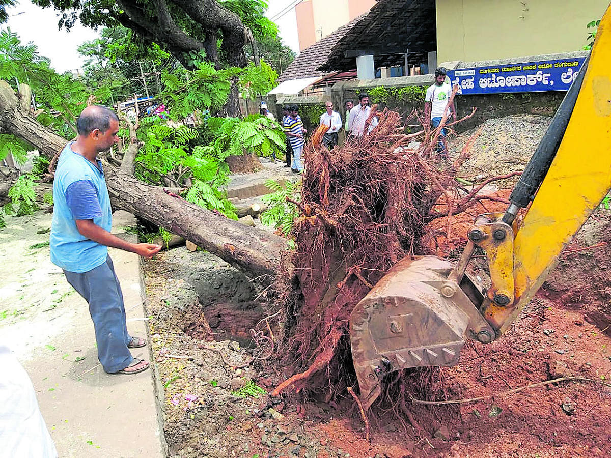 A tree at Lady Hill Circle in Mangaluru being removed for translocation on Monday.