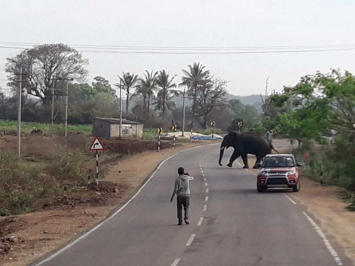 An elephant crossing the road.