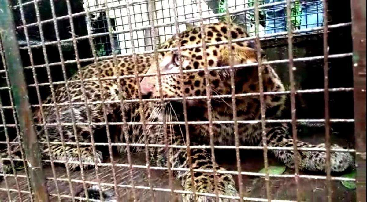 The rescued leopard.