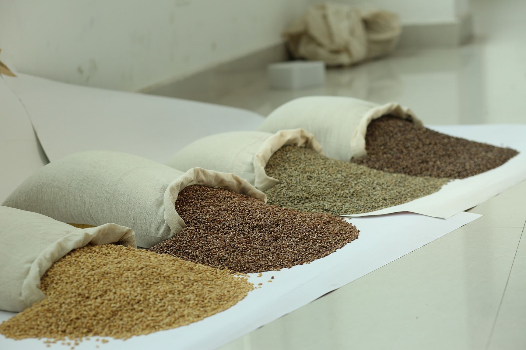 Three varieties of coloured wheat — purple, blue and black, along with the white variety. NABI