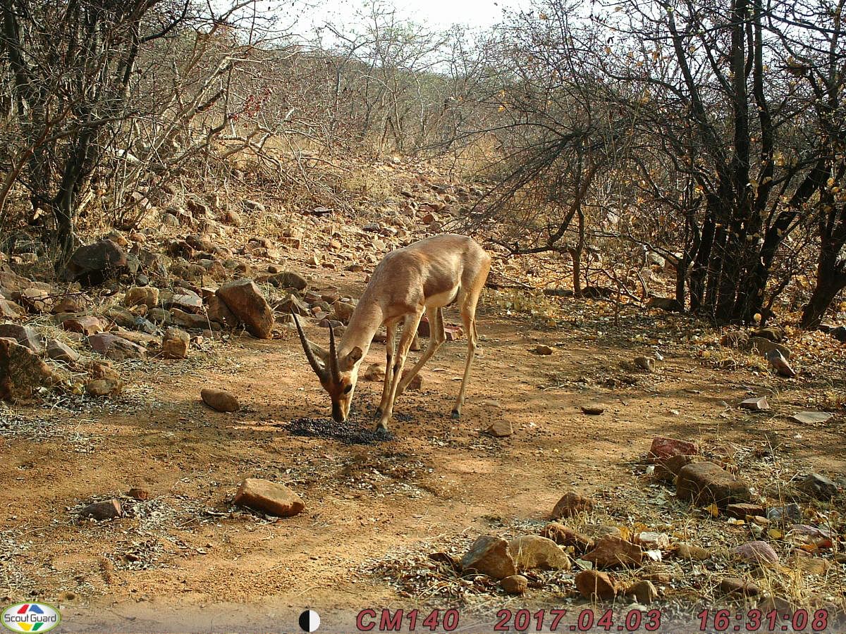 Wildlife lovers and environmentalists demanded sterilisation of stray dogs to curb their swelling population and effective rescue measures to save the antelopes. (File Photo)