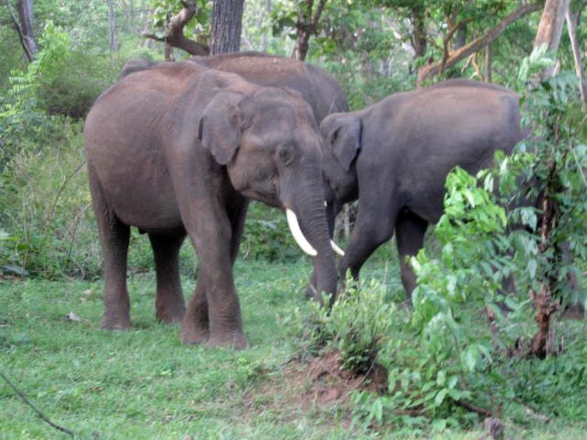 Jumbos at the Nilgiris Elephant Corridor. DH Photo
