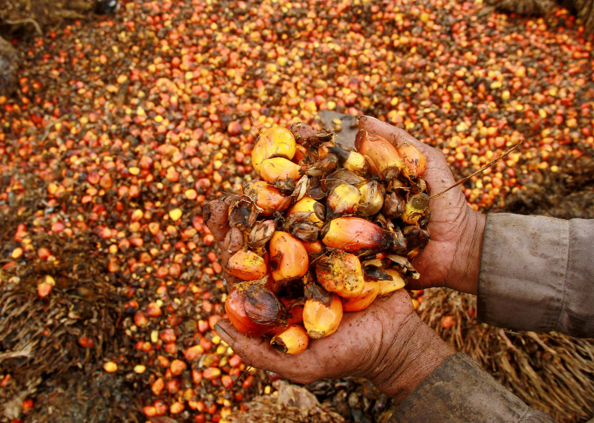FILE PHOTO - A worker shows palm oil fruits at a palm oil plantation in Indonesia. Reuters