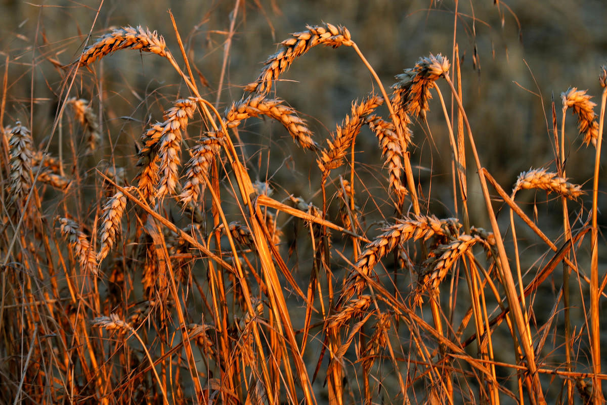 The genetic information, scientists say, would help Indian plant breeders create better wheat varieties capable of tolerating heat and drought without compromising the yield. Reuters file photo