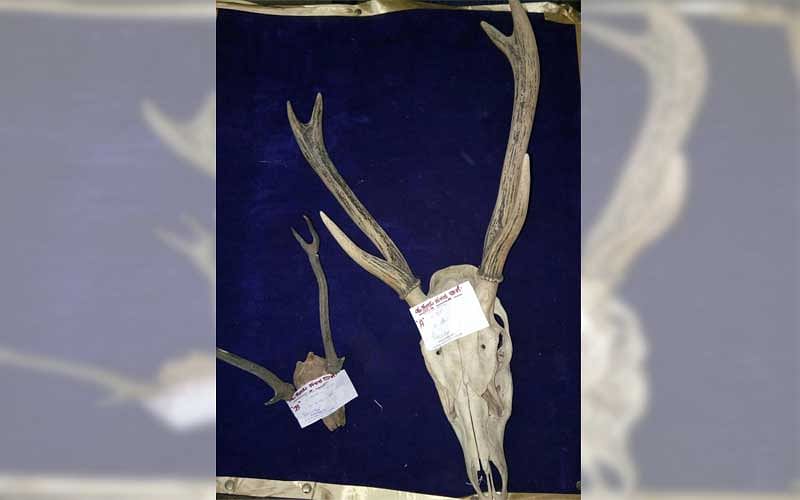 Police seized two sets of deer antlers that were being smuggled. (DH photo)