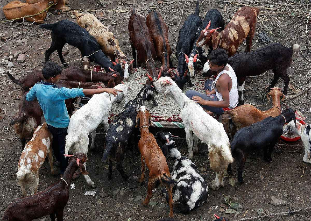 Boys feed goats as they wait for customers at a livestock market ahead of the Muslim festival of Eid al-Adha in Kolkata. (Reuters photo)