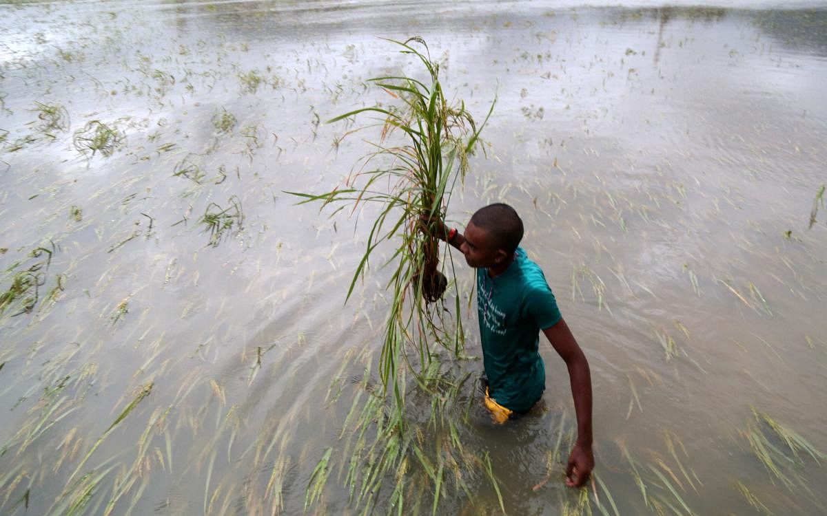 Parts of Vidarbha and Marathwada regions suffered extensive crop damage owing to the heavy rain. PTI (file photo)