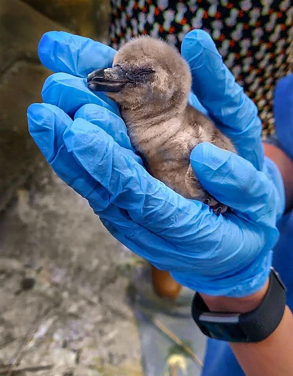 The Humboldt penguin died of multiple complications, the Veer Jijabai Bhosale Udyan &amp; Zoo at Byculla said on Friday. PTI Photo