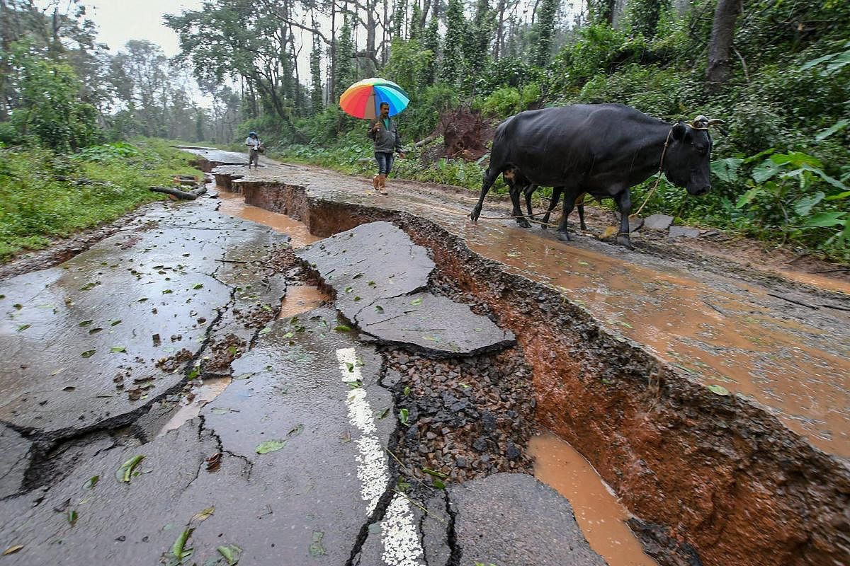 Livestock and people walk past a damaged road caused due to heavy monsoon rainfall, in Kodagu. PTI