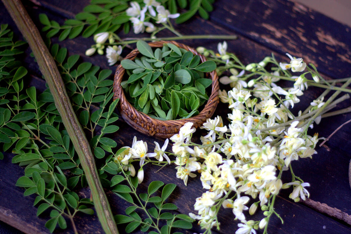 Moringa flowers are considered a delicacy in many places.They are often mixed into other foods.