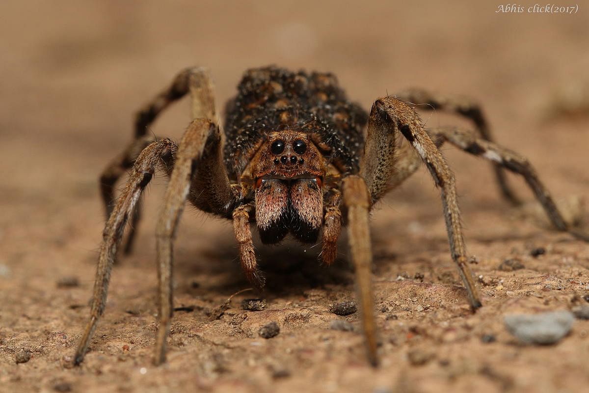 Helpful critters: Spiders are excellent at pest control and better than man-made pesticides. Ground spiders are also great at detecting soil toxicity. PHOTO: Abhijith APC
